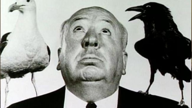 Mazara, segnalati casi di aggressioni da parte di gabbiani… Hitchcock docet?