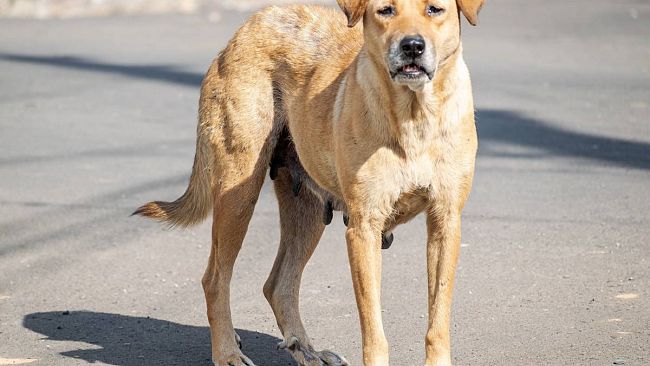 Petrosino, contrasto al randagismo: azione congiunta con altri comuni del trapanese e con l'ASP 