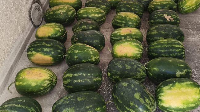 Mazara, sequestrati dalla Polizia Municipale otto quintali di prodotti ortofrutticoli venduti abusivamente 