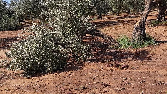 Fratelli d'Italia chiede lo stato di calamità per il comparto olivicolo