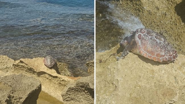 Mazara, piccola tartaruga marina trovata morta a Quarara. Il WWF: 