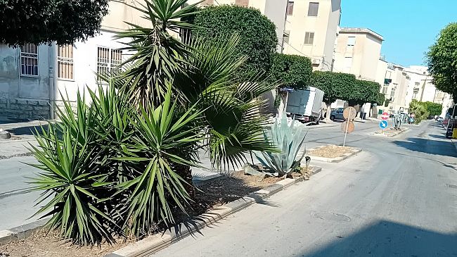 ​Erice, ripulite le aiuole della via Ciullo d’Alcamo