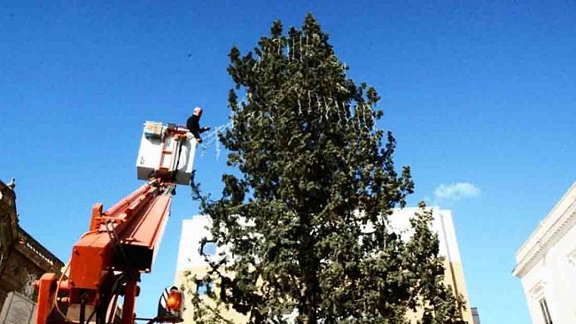 Madonie. Dal bosco di Polizzi Generosa l'albero di Natale per Piazza Politeama 