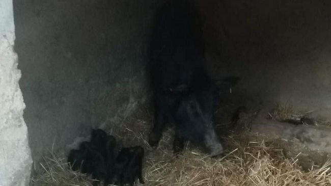 Salemi, i maiali neri dei Nebrodi saranno soppressi, ma le nascite continuano