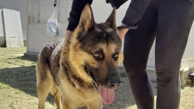 Marsala: stanno bene i 37 cani trasferiti dal canile dopo il vasto incendio alla Sarco