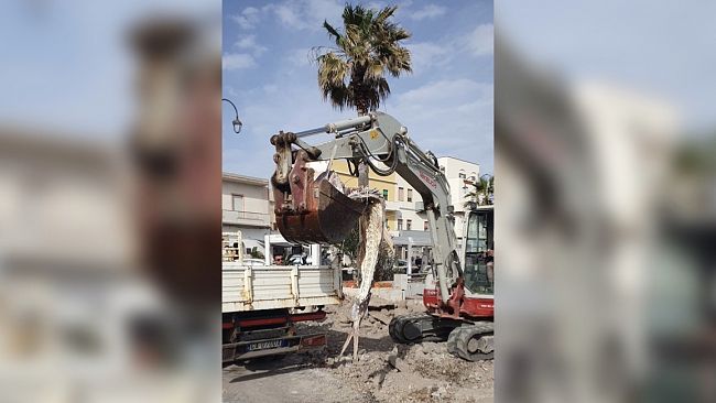 Pantelleria, rimosso tonno sul lungomare interessato dai lavori del waterfront