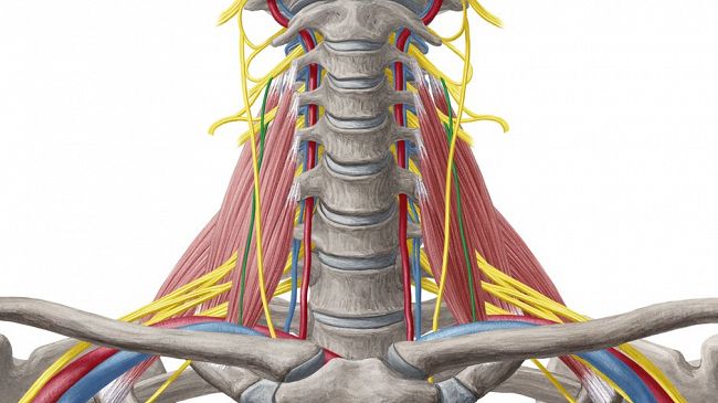 Benessere, l'osteopata Giuseppe Denaro spiega l'importanza del nervo vago