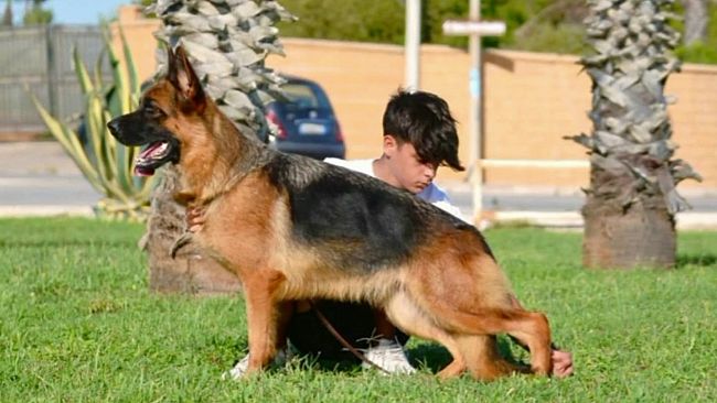 Tre primi posti per l’allevamento mazarese di Casa Catalano