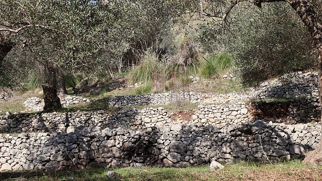 ​Pantelleria e Venafro: siglato protocollo d’intesa per la salvaguardia degli oliveti storici ed eroici
