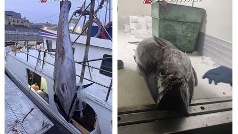 Maxi sequestro di tonno rosso tra Marsala, Palermo e Trapani, 5 tonnellate illegali