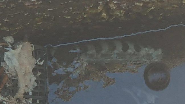 Mazara, rinvenute parti di uno scheletro al porto nuovo, probabile di un animale. Continua l’incuria e il degrado