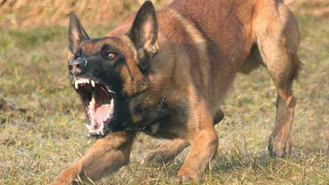 Castelvetrano, lettrice segnala un cane aggressivo stava mordendo mia figlia, ed i vigili urbani non son sono voluti intervenire.