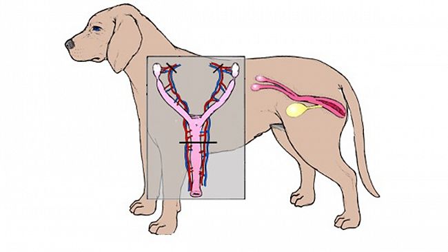 Rubrica Prima Pagina Pet -La STERILIZZAZIONE: un atto d’amore verso la propria cagnolina
