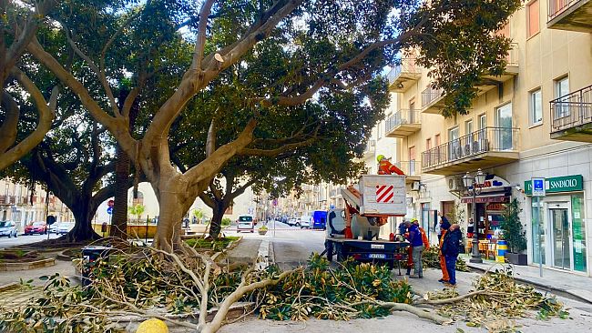 Potati gli imponenti ficus di piazza Matteotti