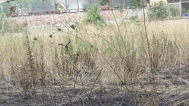 Mazara, Ordinanza sindacale per l’eliminazione di rami e sterpaglie ricadenti in proprietà private