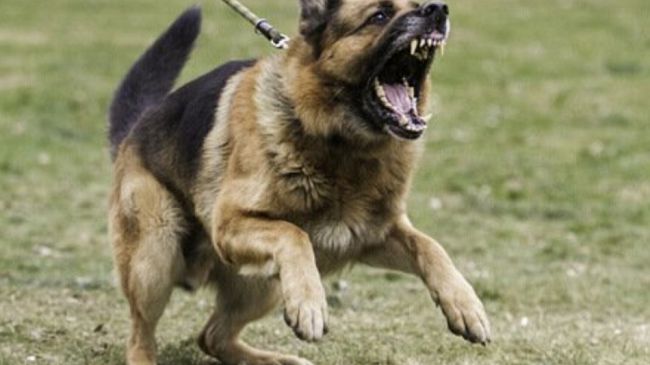 Erice, uomo aggredito da quattro cani randagi