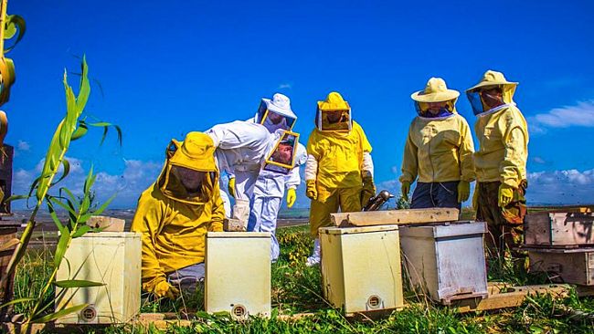 Caltanissetta. sabato 9 novembre corso pratico di Apicoltura di primo livello