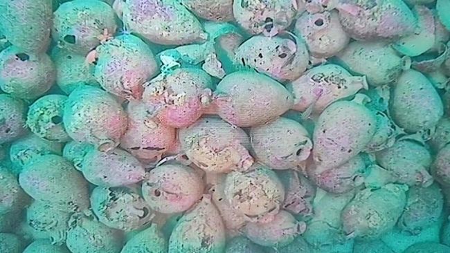 Egadi, individuato un relitto di epoca romana