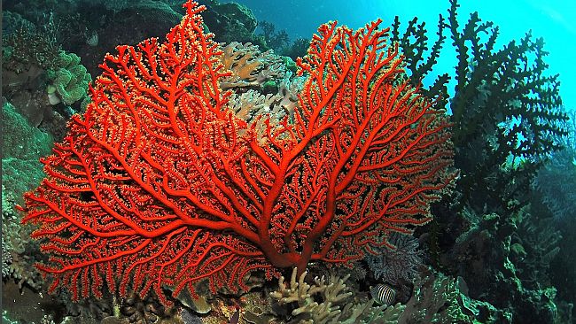 GdF  ROAN Palermo: Sequestrati 700 kg di corallo rosso, denunciati tre trapanesi 