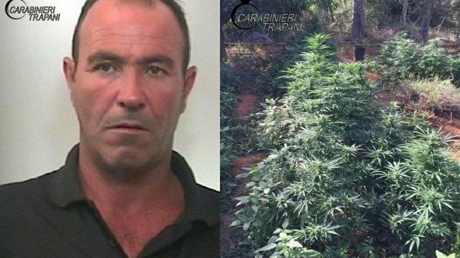 Marsala, non si fermano i controlli dei Carabinieri, un soggetto arrestato per detenzione ai fini di spaccio ed un’altra piantagione rinvenuta.