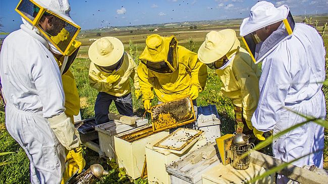 Apicoltura, Corso pratico di primo livello “Full Immersion” ad Agrigento
