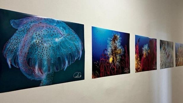 pantelleria-nelle-giornate-del-mare-la-mostra-di-foto-subacquee-di-paolo-minzi