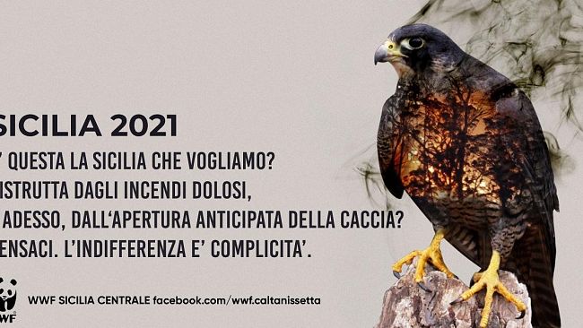 trapani/caccia-associazioni-ambientaliste-impugnano-al-tar-il-calendario-venatorio