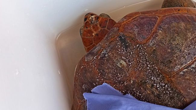 salvata-tartaruga-caretta-caretta-in-difficolta-nelle-acque-di-bonagia