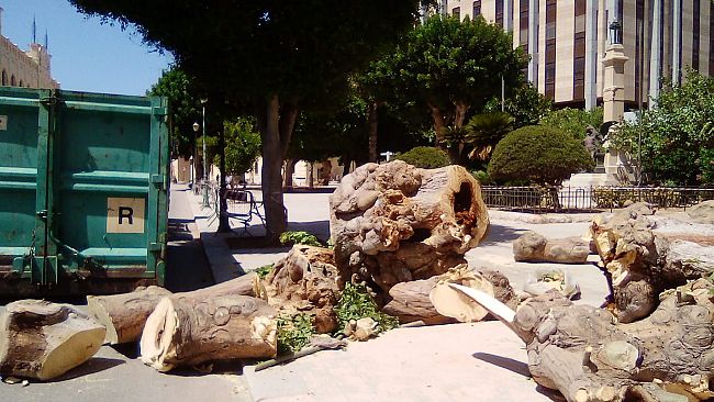 Trapani. Abbattuta una eritrina per precauzione in Piazza Vittorio Veneto