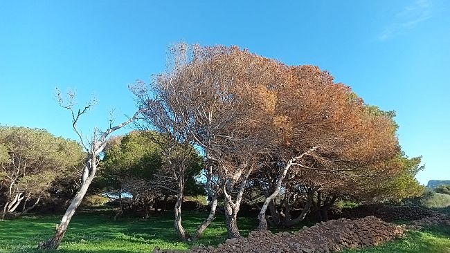 Infestazione delle pinete delle Isole Egadi: Comune e Area Marina Protetta chiedono intervento della Regione
