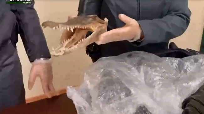 ​Una testa di coccodrillo in valigia, denunciato palermitano arrivato da Bangkok