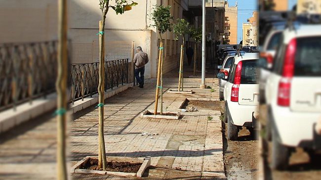 Marsala: prosegue la piantumazione di nuovi alberi. Undici Aranci Selvatici messi a dimora in via Bottino