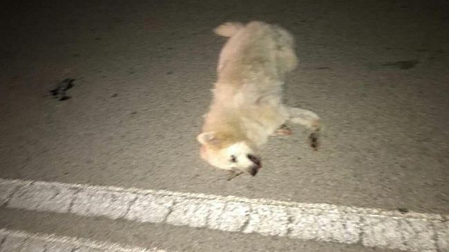 Una statale, un cane, un incidente. Ma è solo un cane…