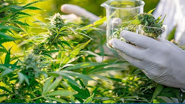 Cannabis pro e contro. Il movimento 5 stelle organizza un convegno a Castelvetrano