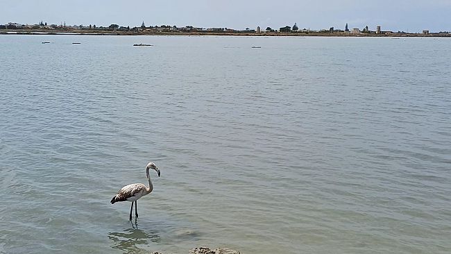 Riserva Naturale delle Saline di Trapani e Paceco: la storia del giovane fenicottero rosa tornato in libertà