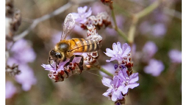 A Pantelleria il 1^ evento scientifico internazionale sugli 