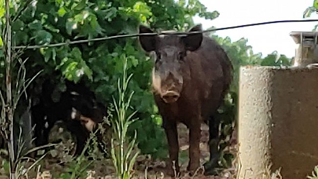 Emergenza cinghiali nel territorio mazarese, se ne discute in Consiglio comunale