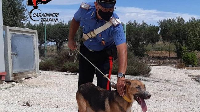 Salaparuta. Cane vittima di maltrattamenti. Denunciata la proprietaria