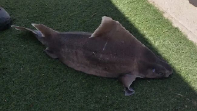 ​Castellammare del Golfo. Pescato esemplare di squalo angolato