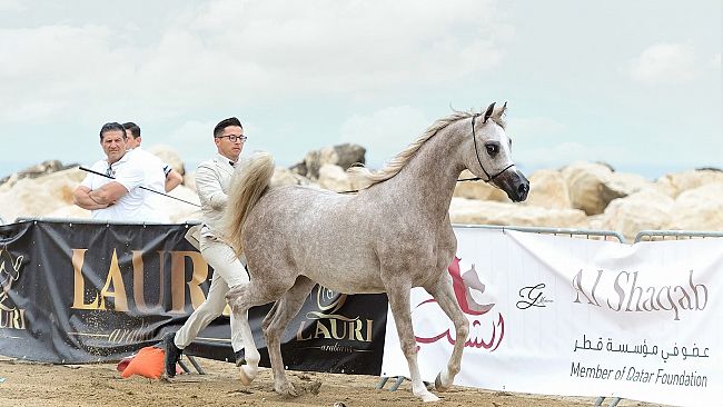 buseto-palizzolo-il-27-e-28-giugno-torna-la-trapani-arabian-horse-cup