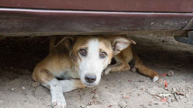 ​Trapani. Democrazia Partecipata, previste azioni contro il randagismo