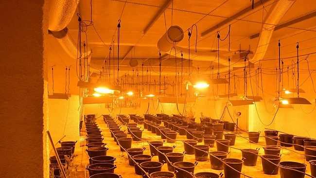 G.di.f. Trapani: scoperta a Salemi una serra per la coltivazione di marijuana