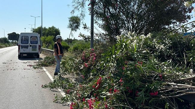 ​Trapani. “Grave capitozzatura sugli oleandri dello scorrimento veloce”