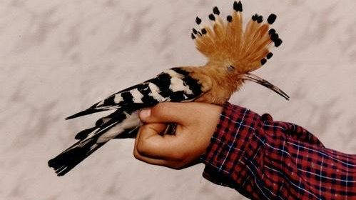 Oliver Lab: La natura delle meraviglie. Ultimo laboratorio