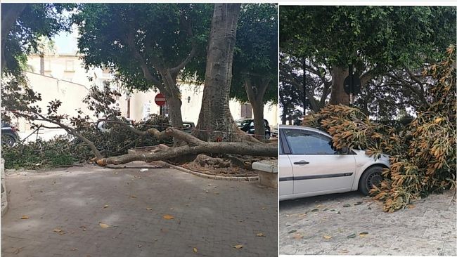 Mazara, grosso ramo cade da un albero della “Villa Jolanda”: coinvolte due auto