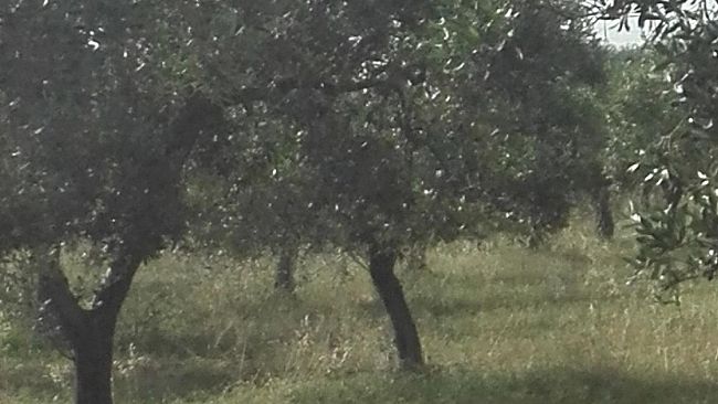 Agricoltori castelvetranesi ed Enza Viola incontrano il commissario consorzio bonifica Sicilia occidentale.