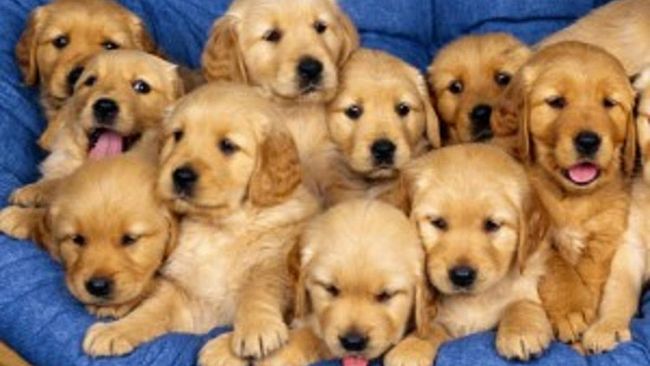 L’avv. Rizzo risponde: E’possibile acquistare un cane on line? Attenzione rischiate pesanti sanzioni