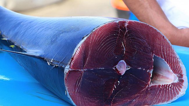 Controlli a tappeto sul tonno fresco da parte dell’Asp di Trapani