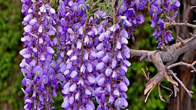 Faro di Posizione: In ognuno di noi vive un glicine fiorito, la Parola è Farmaco