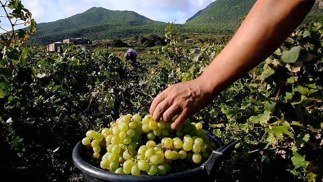 ​Due Passiti di Pantelleria premiati al concorso enologico Mondial des Vins Extremes